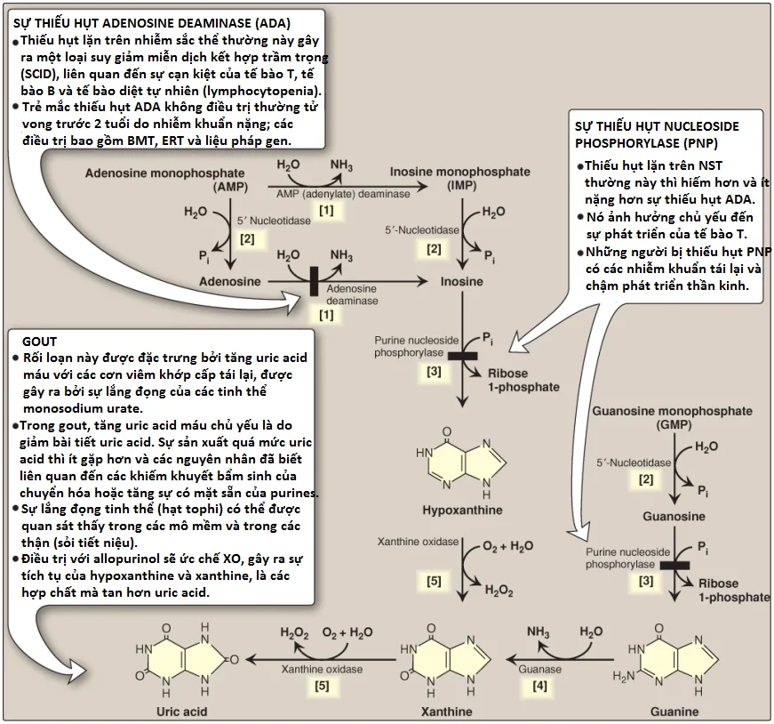 uric-acid-2