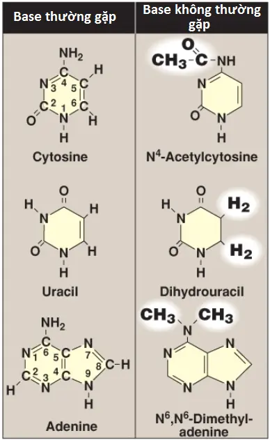 nucleotides-2