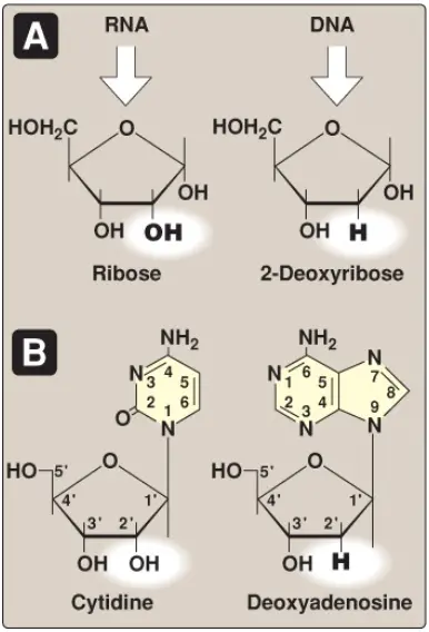 nucleotides-3