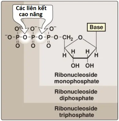 nucleotides-4
