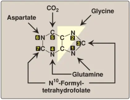 nucleotides-5