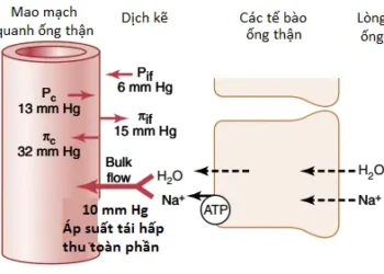 Sự Tái Hấp Thu Và Sự Bài Tiết Của Ống Thận (Phần 4)