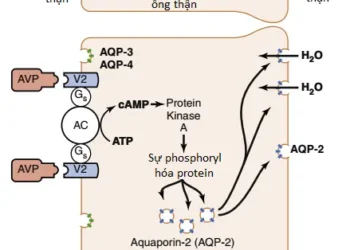 Sự Tái Hấp Thu Và Sự Bài Tiết Của Ống Thận (Phần 5)