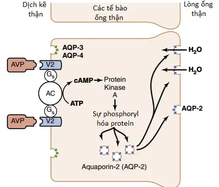 Sự Tái Hấp Thu Và Sự Bài Tiết Của Ống Thận (Phần 5)