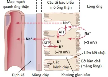 Sự Tái Hấp Thu Và Sự Bài Tiết Của Ống Thận (Phần 1)