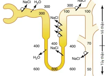 Sự Pha Loãng Và Cô Đặc Nước Tiểu; Sự Điều Hòa Nồng Độ Thẩm Thấu Và Nồng Độ Natri Dịch Ngoại Bào (Phần 1)