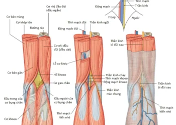 Giải Phẫu Vùng Chi Dưới: Khớp Gối, Khớp Chày-Mác Và Hố Khoeo