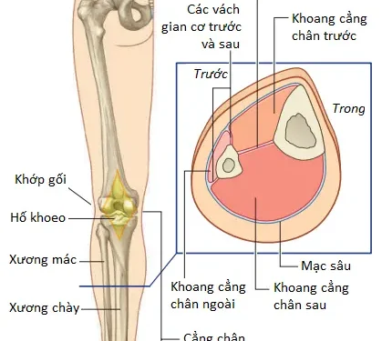 Giải Phẫu Vùng Chi Dưới: Cẳng Chân (Phần 1)