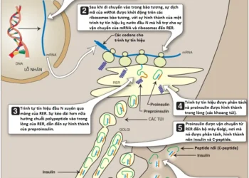 Các Tác Động Chuyển Hóa Của Insulin Và Glucagon (Phần 1)