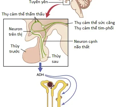 Sự Pha Loãng Và Cô Đặc Nước Tiểu; Sự Điều Hòa Nồng Độ Thẩm Thấu Và Nồng Độ Natri Dịch Ngoại Bào (Phần 4)