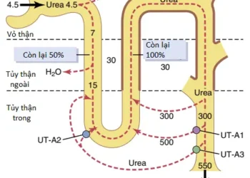 Sự Pha Loãng Và Cô Đặc Nước Tiểu; Sự Điều Hòa Nồng Độ Thẩm Thấu Và Nồng Độ Natri Dịch Ngoại Bào (Phần 2)