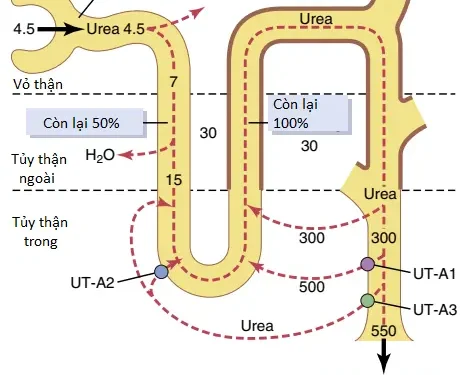 Sự Pha Loãng Và Cô Đặc Nước Tiểu; Sự Điều Hòa Nồng Độ Thẩm Thấu Và Nồng Độ Natri Dịch Ngoại Bào (Phần 2)