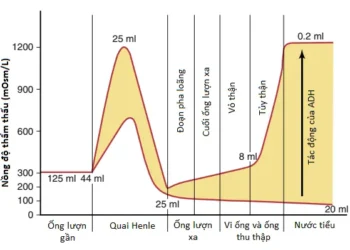 Sự Pha Loãng Và Cô Đặc Nước Tiểu; Sự Điều Hòa Nồng Độ Thẩm Thấu Và Nồng Độ Natri Dịch Ngoại Bào (Phần 3)