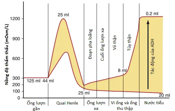 Sự Pha Loãng Và Cô Đặc Nước Tiểu; Sự Điều Hòa Nồng Độ Thẩm Thấu Và Nồng Độ Natri Dịch Ngoại Bào (Phần 3)