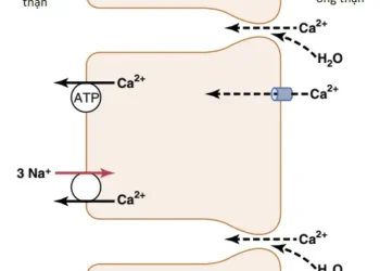 Sự Điều Hòa Kali, Canxi, Phosphate Và Magie Của Thận; Sự Phối Hợp Các Cơ Chế Của Thận Trong Kiểm Soát Thể Tích Máu Và Thể Tích Dịch Ngoại Bào (Phần 2)