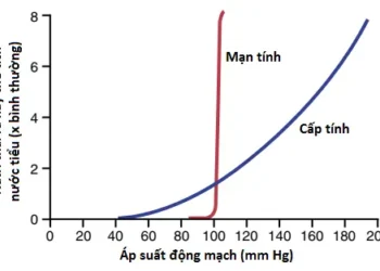 Sự Điều Hòa Kali, Canxi, Phosphate Và Magie Của Thận; Sự Phối Hợp Các Cơ Chế Của Thận Trong Kiểm Soát Thể Tích Máu Và Thể Tích Dịch Ngoại Bào (Phần 3)