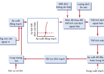 Sự Điều Hòa Kali, Canxi, Phosphate Và Magie Của Thận; Sự Phối Hợp Các Cơ Chế Của Thận Trong Kiểm Soát Thể Tích Máu Và Thể Tích Dịch Ngoại Bào (Phần 3)