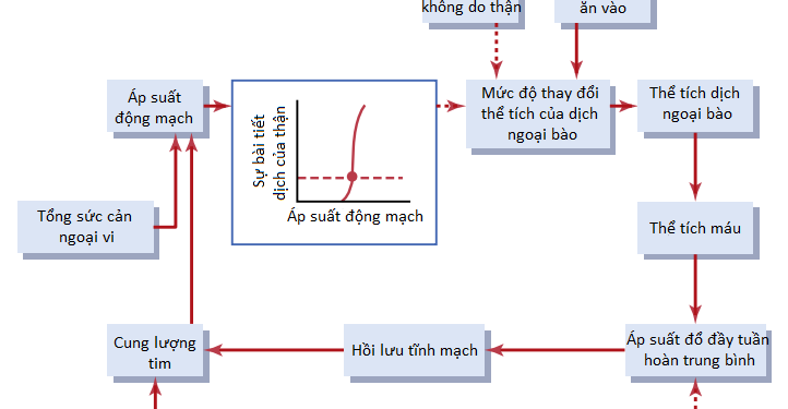 Sự Điều Hòa Kali, Canxi, Phosphate Và Magie Của Thận; Sự Phối Hợp Các Cơ Chế Của Thận Trong Kiểm Soát Thể Tích Máu Và Thể Tích Dịch Ngoại Bào (Phần 3)