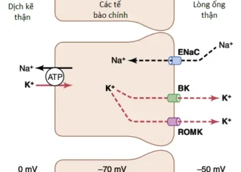 Sự Điều Hòa Kali, Canxi, Phosphate Và Magie Của Thận; Sự Phối Hợp Các Cơ Chế Của Thận Trong Kiểm Soát Thể Tích Máu Và Thể Tích Dịch Ngoại Bào (Phần 1)