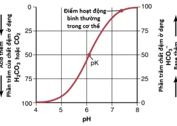 Sự Điều Hòa Acid-Base (Phần 2)