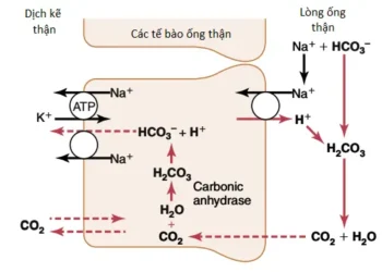 Sự Điều Hòa Acid-Base (Phần 3)