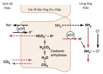 Sự Điều Hòa Acid-Base (Phần 4)