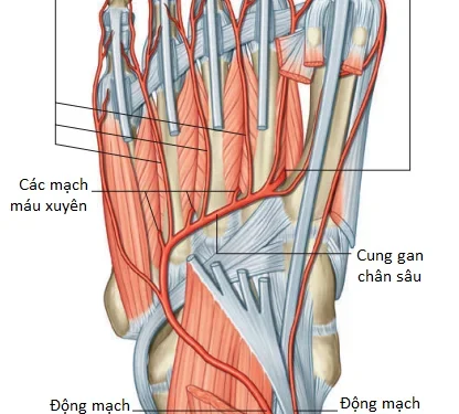 Giải Phẫu Vùng Chi Dưới: Bàn Chân (Phần 4)