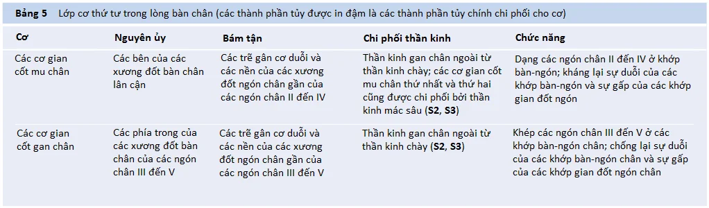 dong-mach-ban-chan-2