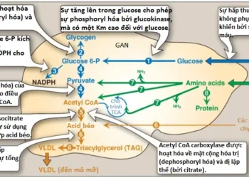 Chu Trình Ăn-Nhịn Ăn (Phần 1)