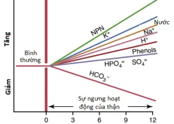 Các Thuốc Lợi Niệu Và Các Bệnh Thận (Phần 3)