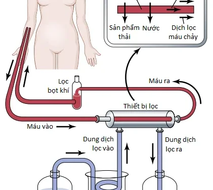 Các Thuốc Lợi Niệu Và Các Bệnh Thận (Phần 4)