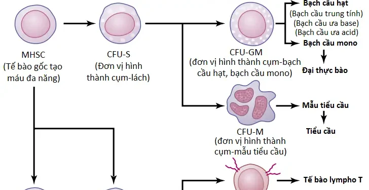 Tế Bào Hồng Cầu, Thiếu Máu Và Đa Hồng Cầu (Phần 1)