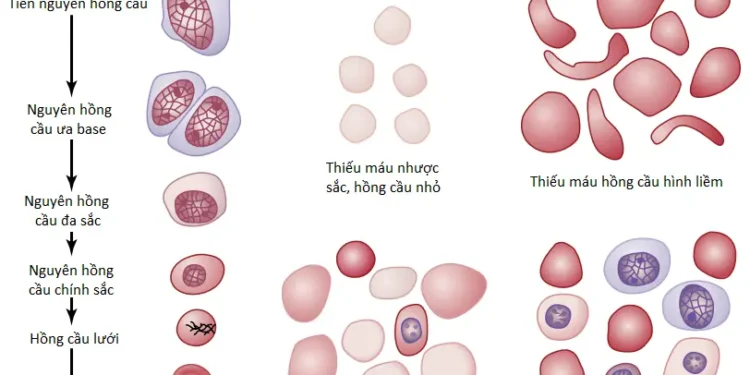 Tế Bào Hồng Cầu, Thiếu Máu Và Đa Hồng Cầu (Phần 1)