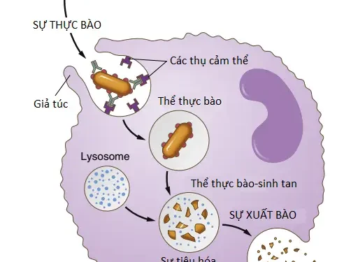 Bạch Cầu, Bạch Cầu Hạt, Hệ Thống Bạch Cầu Đơn Nhân-Đại Thực Bào Và Viêm (Phần 1)