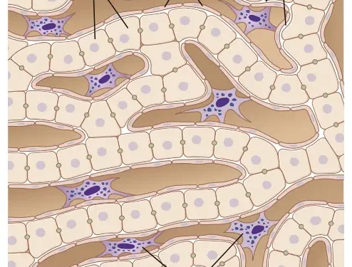 Bạch Cầu, Bạch Cầu Hạt, Hệ Thống Bạch Cầu Đơn Nhân-Đại Thực Bào Và Viêm (Phần 2)