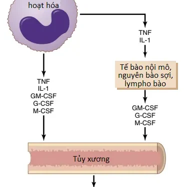 Bạch Cầu, Bạch Cầu Hạt, Hệ Thống Bạch Cầu Đơn Nhân-Đại Thực Bào Và Viêm (Phần 3)