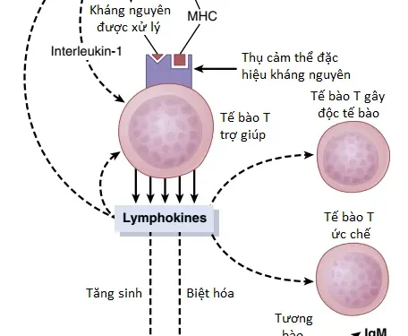 Miễn Dịch Và Dị Ứng (Phần 3)