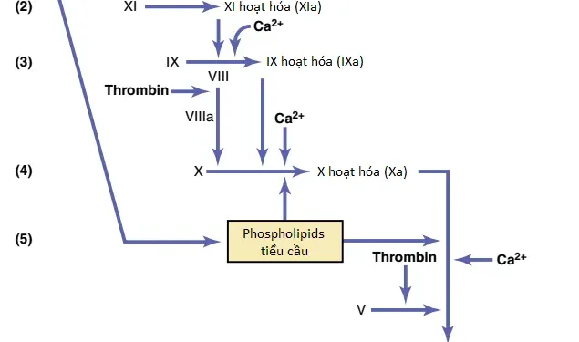 Cầm Máu Và Quá Trình Đông Máu (Phần 2)