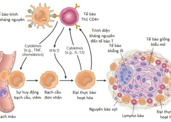 Viêm Và Sự Sửa Chữa (Phần 7)