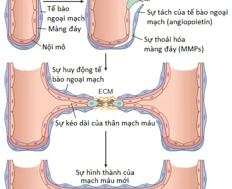 Viêm Và Sự Sửa Chữa (Phần 10)