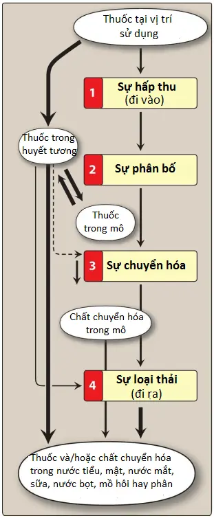 duoc-dong-hoc-1