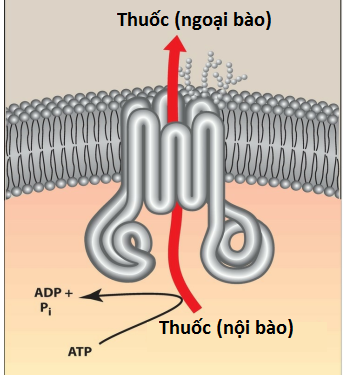 Dược Động Học (Pharmacokinetics) (Phần 2)