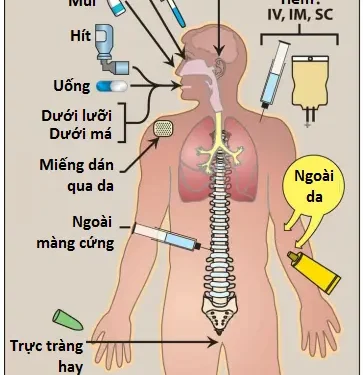 Dược Động Học (Pharmacokinetics) (Phần 1)