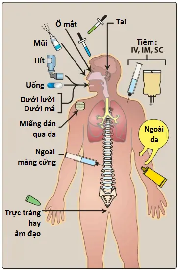 duoc-dong-hoc-2