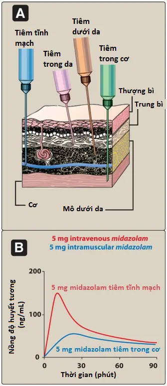duoc-dong-hoc-3