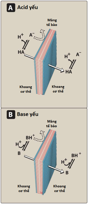 sinh-kha-dung-1