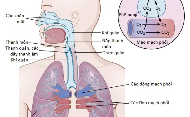 Thông Khí Phổi (Phần 3)