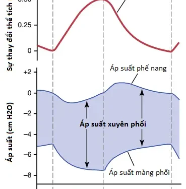 Thông Khí Phổi (Phần 1)