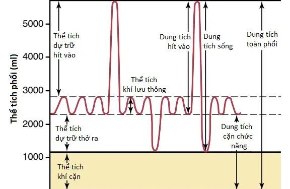 Thông Khí Phổi (Phần 2)
