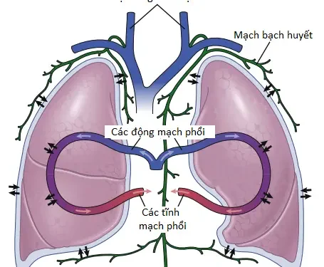 Tuần Hoàn Phổi, Phù Phổi Và Dịch Màng Phổi (Phần 2)